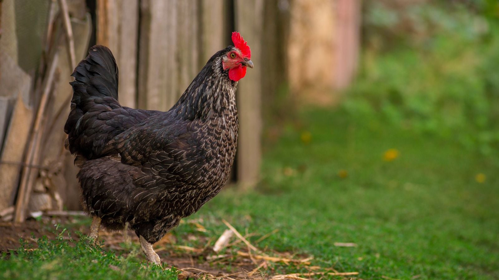 A close-up shot shot of a dark colored poultry, walking along a grassy yard area, showcasing chickens worth it