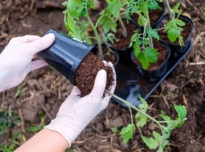 An overhead and close-up shot of a person's hands, wearing gloves, in the process of planting a crop, showcasing how to bury tomato sideways