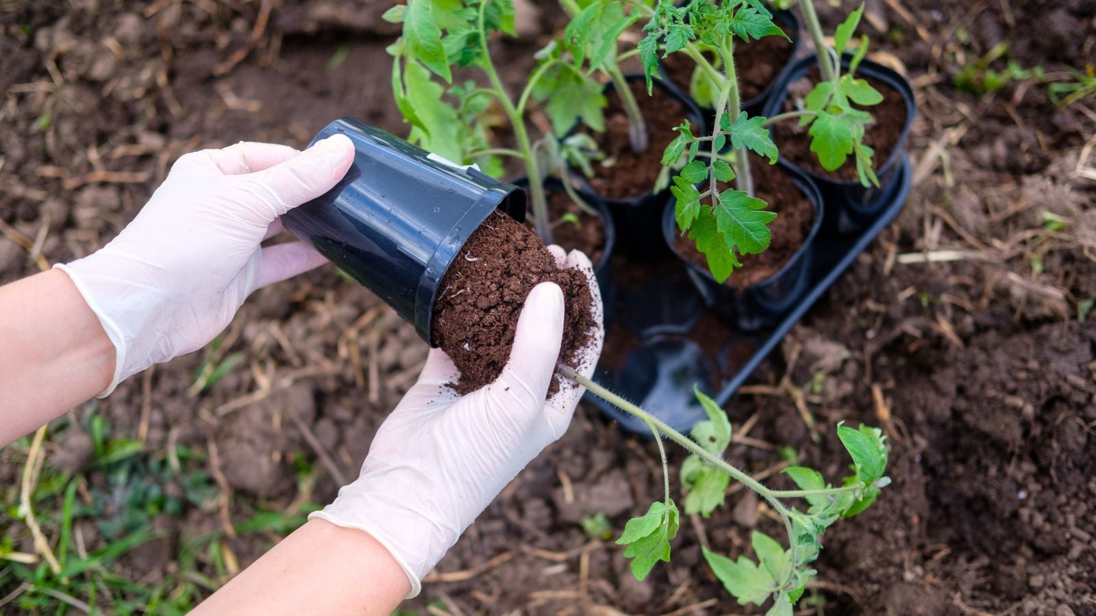 An overhead and close-up shot of a person's hands, wearing gloves, in the process of planting a crop, showcasing how to bury tomato sideways