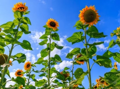 A close-up and base-angle shot of several tall, vibrant yellow colored flowers, atop sturdy green stems showcasing towering sunflowers