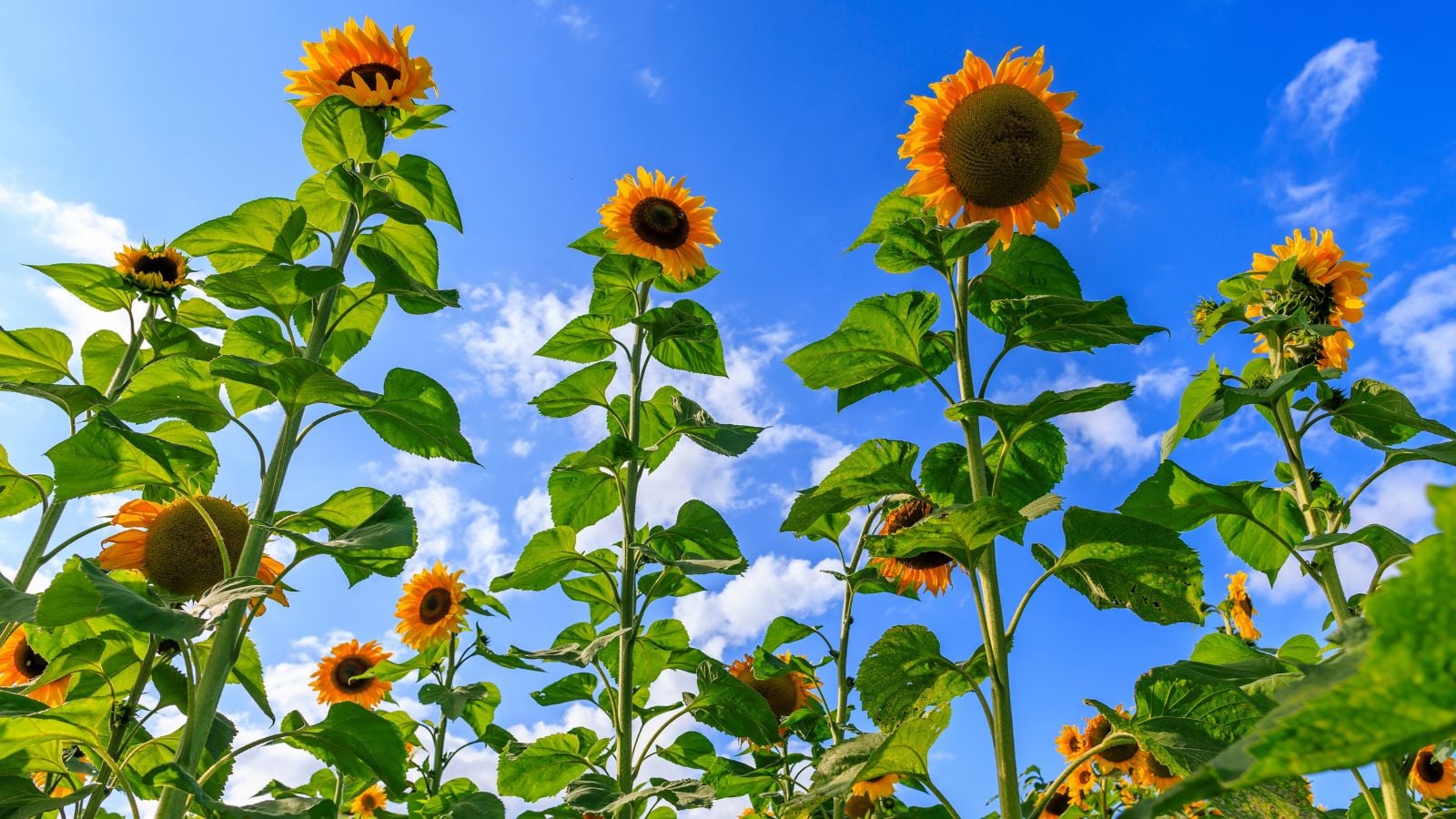 A close-up and base-angle shot of several tall, vibrant yellow colored flowers, atop sturdy green stems showcasing towering sunflowers