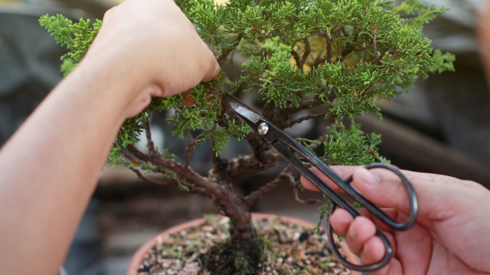 A close-up shot of a person's hands in the process of using a black colored Bonsai Pruners, to trim small branches of a bonsai tree