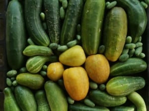 A close-up and overhead shot of a large pile of freshly harvested crops, showcasing cucumber varieties 2026