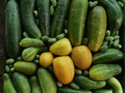 A close-up and overhead shot of a large pile of freshly harvested crops, showcasing cucumber varieties 2026