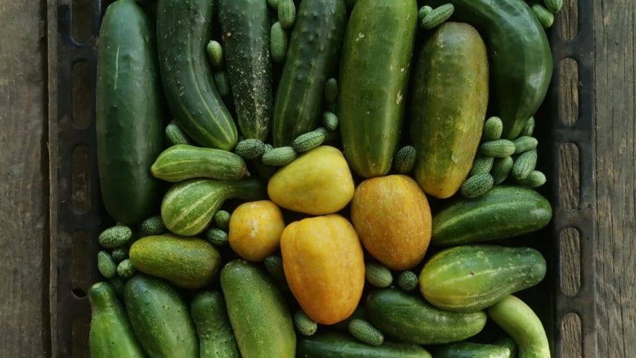 Our Favorite Cucumber Varieties for 2026 Our Favorite Cucumber Varieties for 2026