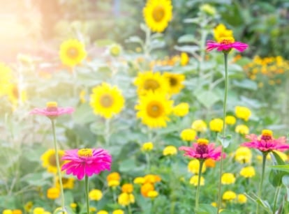 A close-up shot of a large composition of tall yellow flowers, slight blurred in the background, developing alongside pink flowers, showcasing a mix sunflowers zinnias