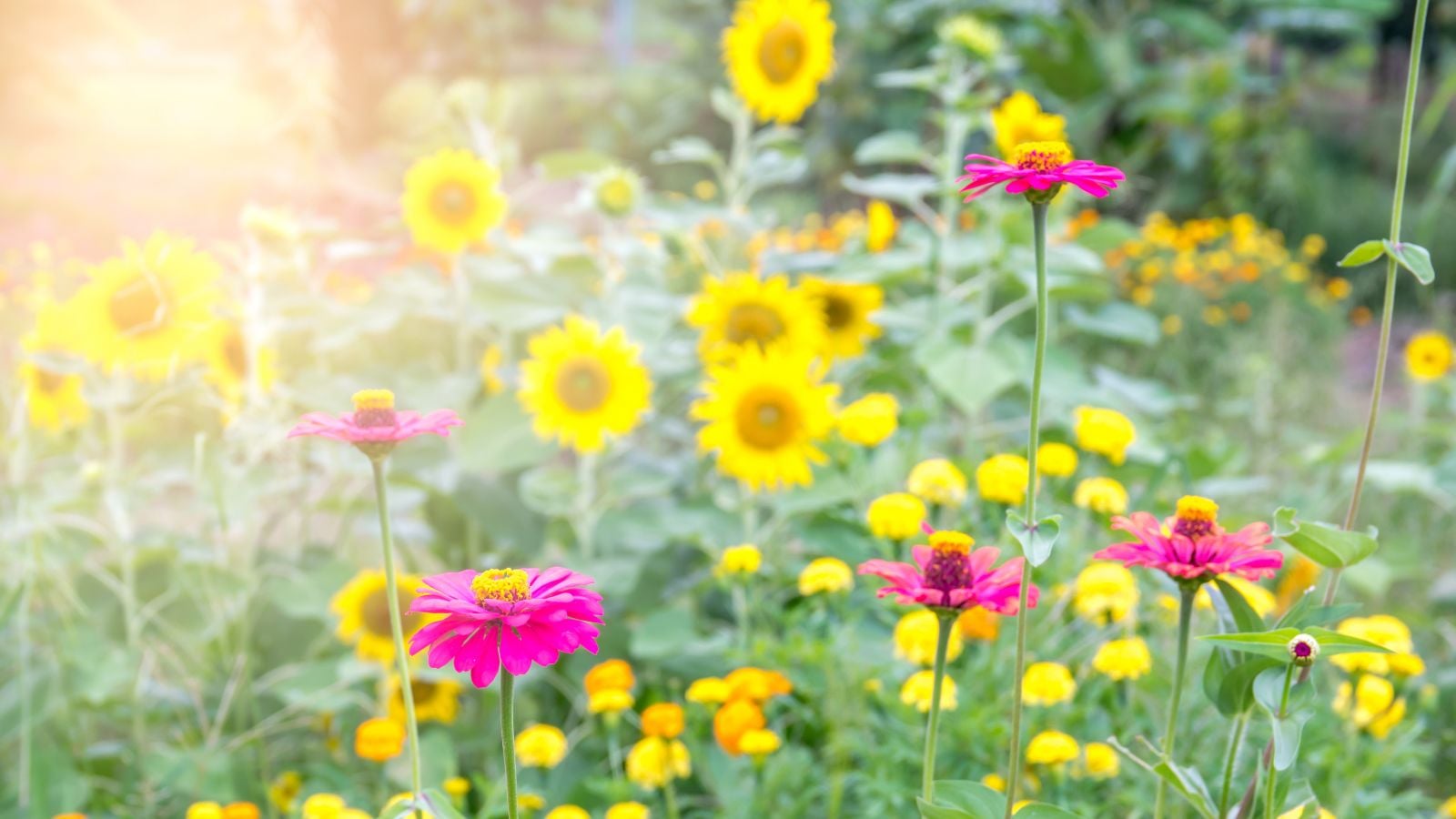 A close-up shot of a large composition of tall yellow flowers, slight blurred in the background, developing alongside pink flowers, showcasing a mix sunflowers zinnias