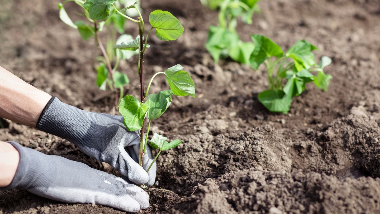 A close-up of a person in the process of planting seedlings of a tuber, in rich brown soil outdoors