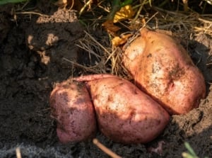A close-up shot of a composition of several ripe and large, light-purple colored tubers, showcasing the biggest sweet potato crop