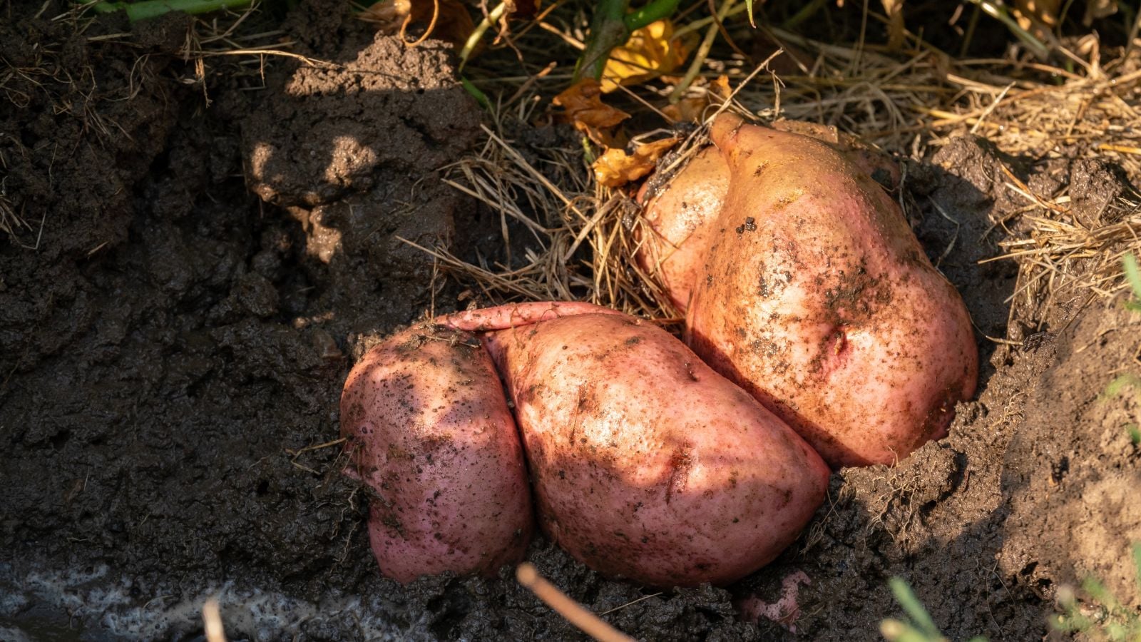 A close-up shot of a composition of several ripe and large, light-purple colored tubers, showcasing the biggest sweet potato crop