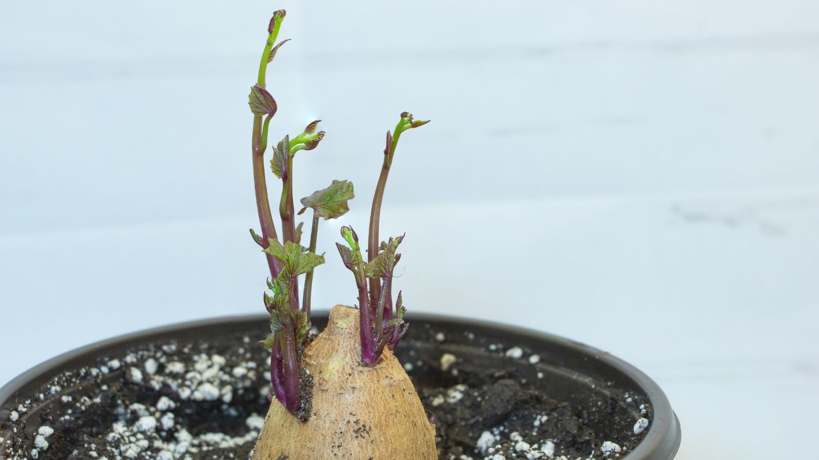 A close-up shot of several slips developing from a tuber, cut in half and placed on soil in a container