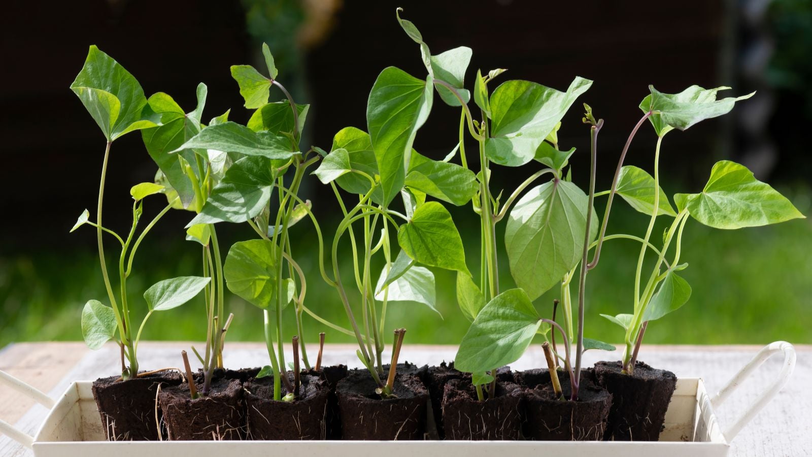 A close-up shot of a small group of rooted slips of a tuber, all placed on black nursery pots in a well lit area