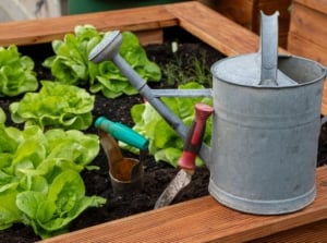 A close-up shot of a composition of developing lettuce crops on a raised bed, beside gardening tools and a metal watering can, showcasing how to grow own food