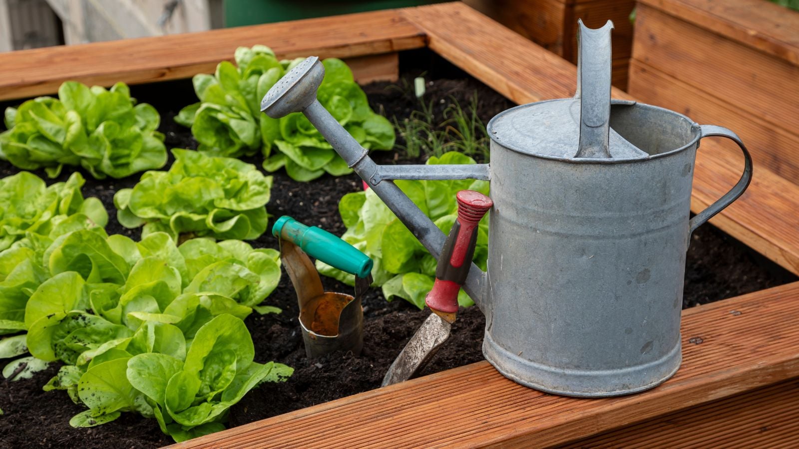 A close-up shot of a composition of developing lettuce crops on a raised bed, beside gardening tools and a metal watering can, showcasing how to grow own food