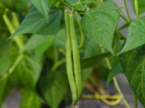 Close-up shot of slender and long legume pods alongside leaves, showcasing how to grow beans for beginners