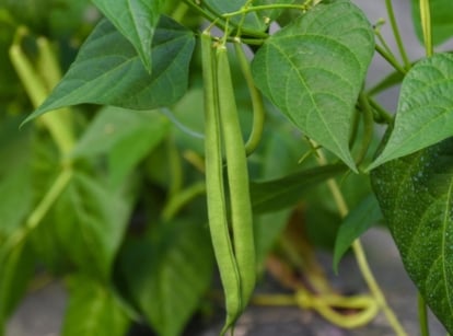 Close-up shot of slender and long legume pods alongside leaves, showcasing how to grow beans for beginners