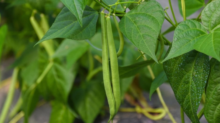 How to Grow Beans for Beginners How to Grow Beans for Beginners
