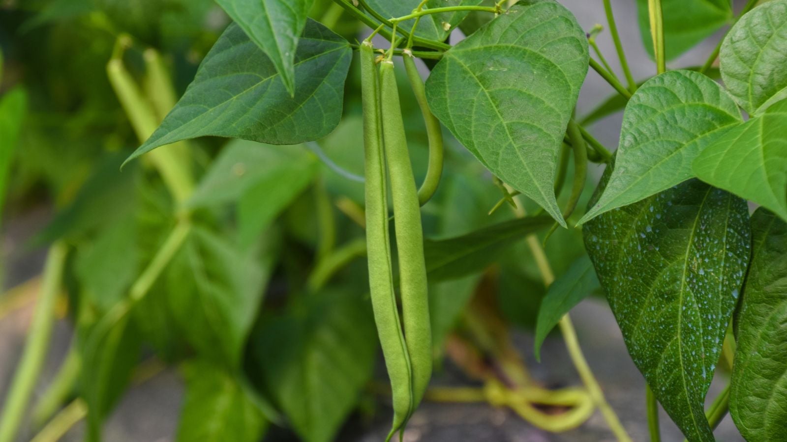 Close-up shot of slender and long legume pods alongside leaves, showcasing how to grow beans for beginners