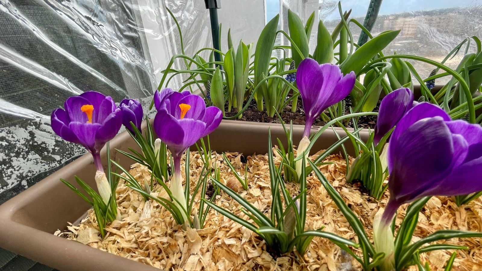 A close-up shot of a small composition of Crocus flowers developing on a planter with mulch and covered in plastic dome indoors