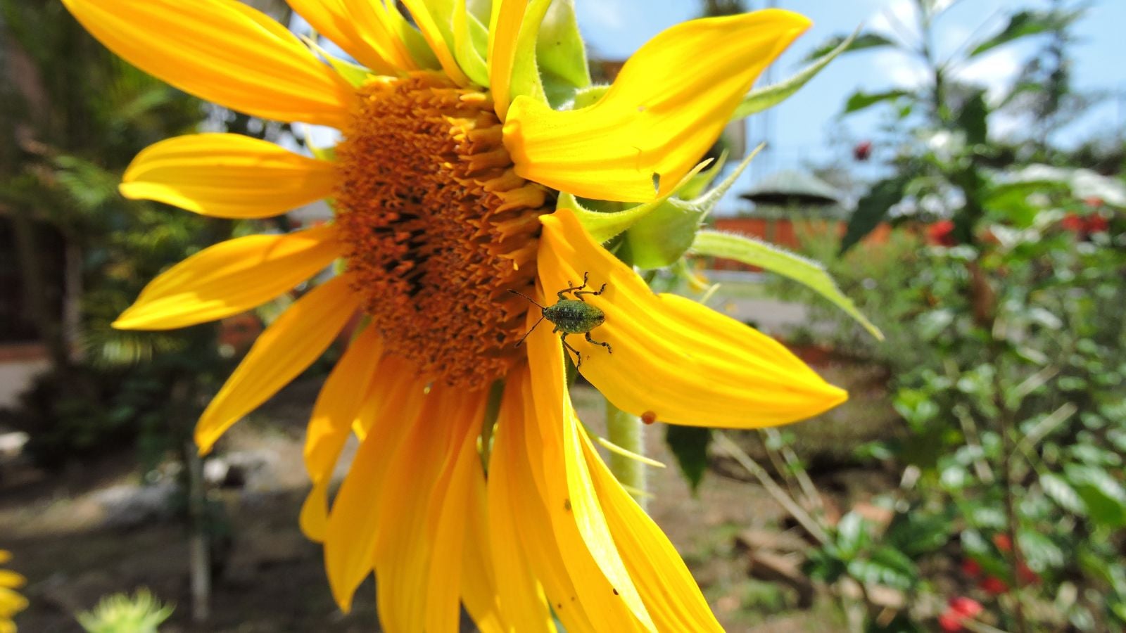A close-up shot of a large green colored weevil crawling on petals of a yellow flower, all situated in a well lit area outdoors