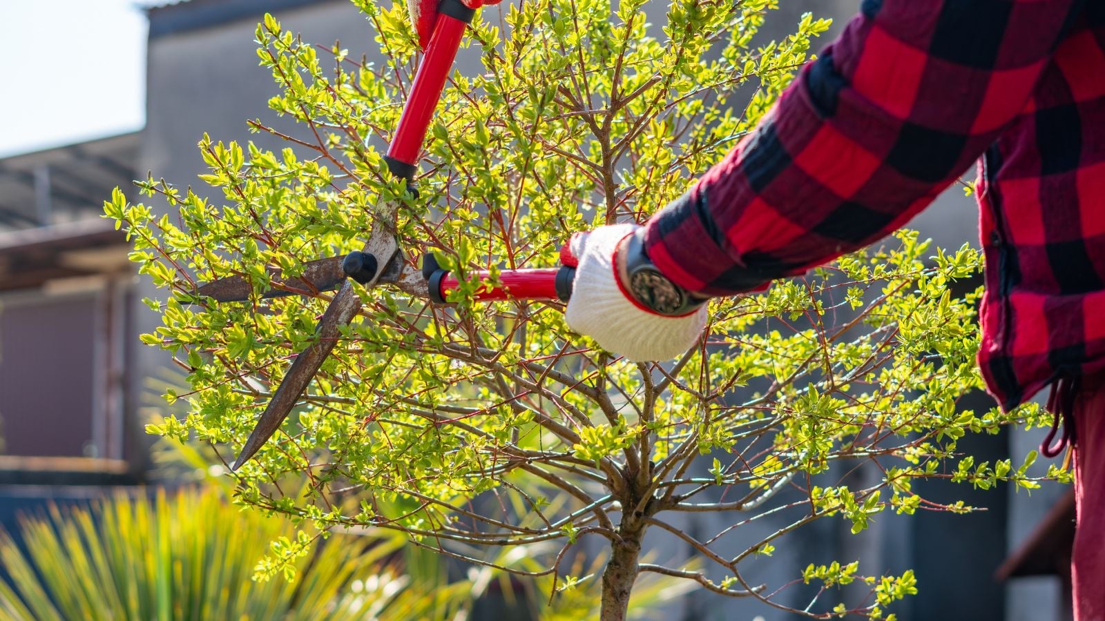 A close-up shot of a person in the process of trimming a small shrub using Hedge Shears, with red handles, all situated outdoors