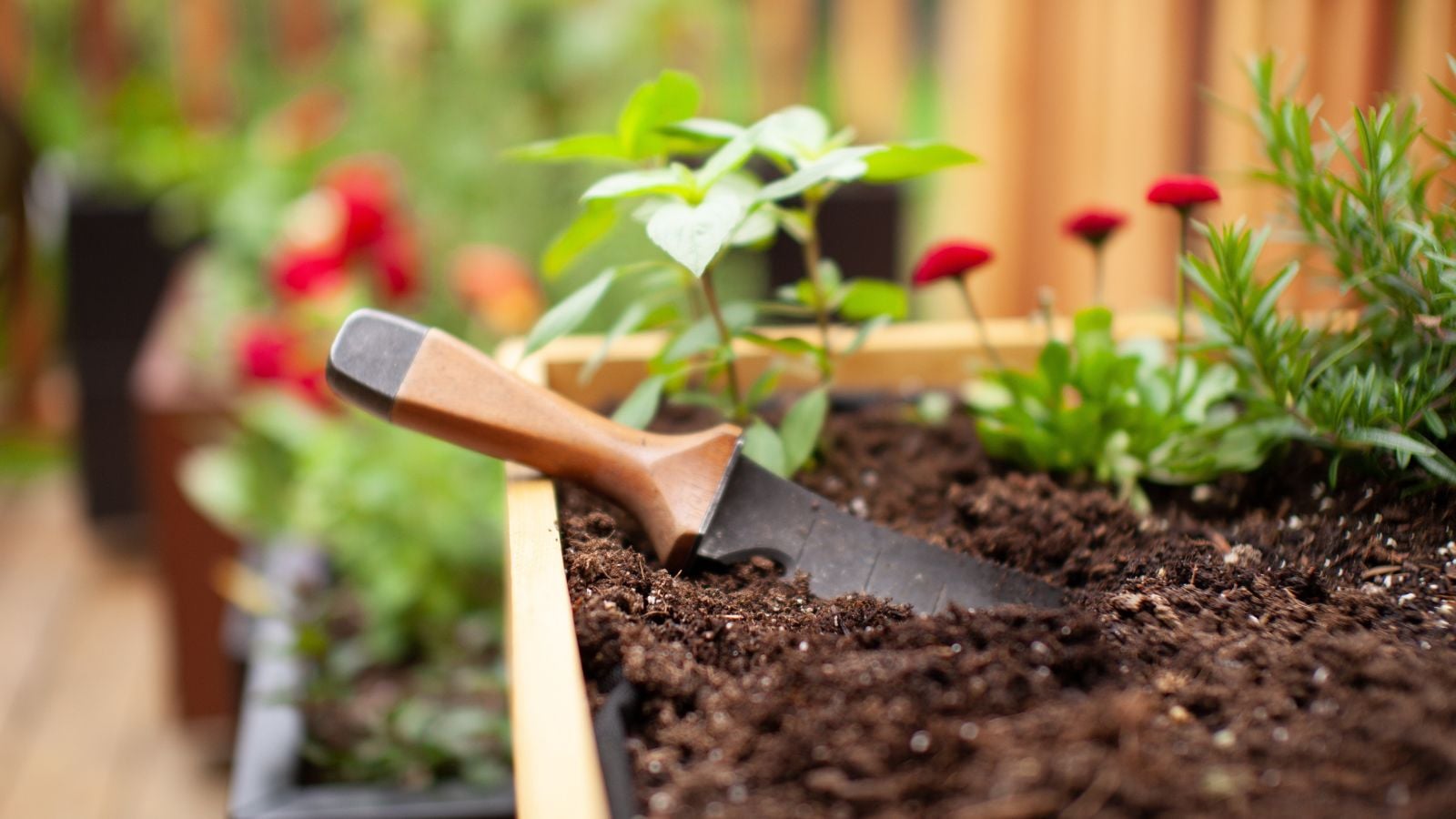A close-up shot of a small equipment called the Hori Hori, with its bladed tip, slightly buried in soil on a container, alongside plants and flowers