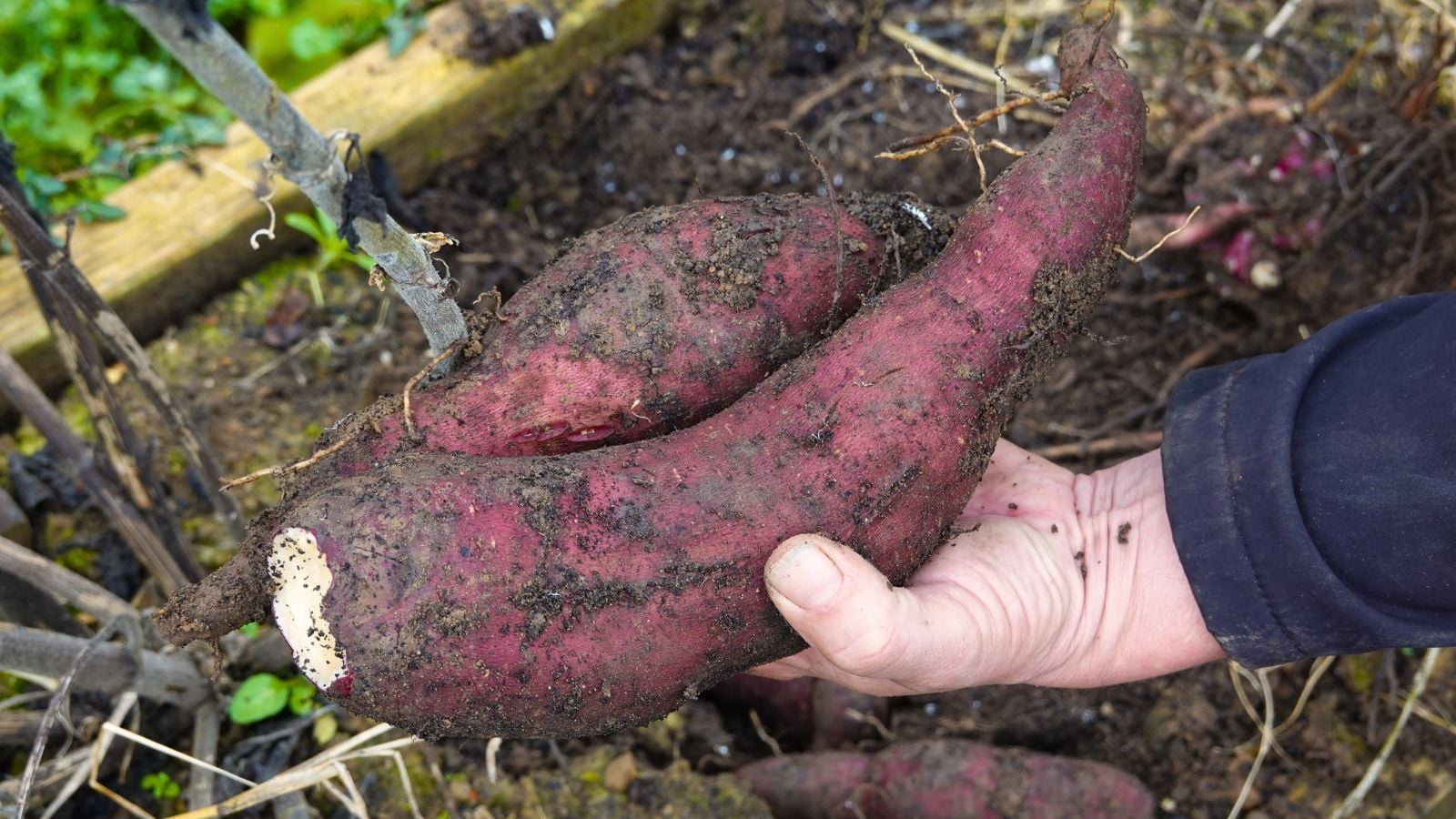 An overhead and close-up shot of a person holding a large tuber over a raised bed, situated in a well lit area