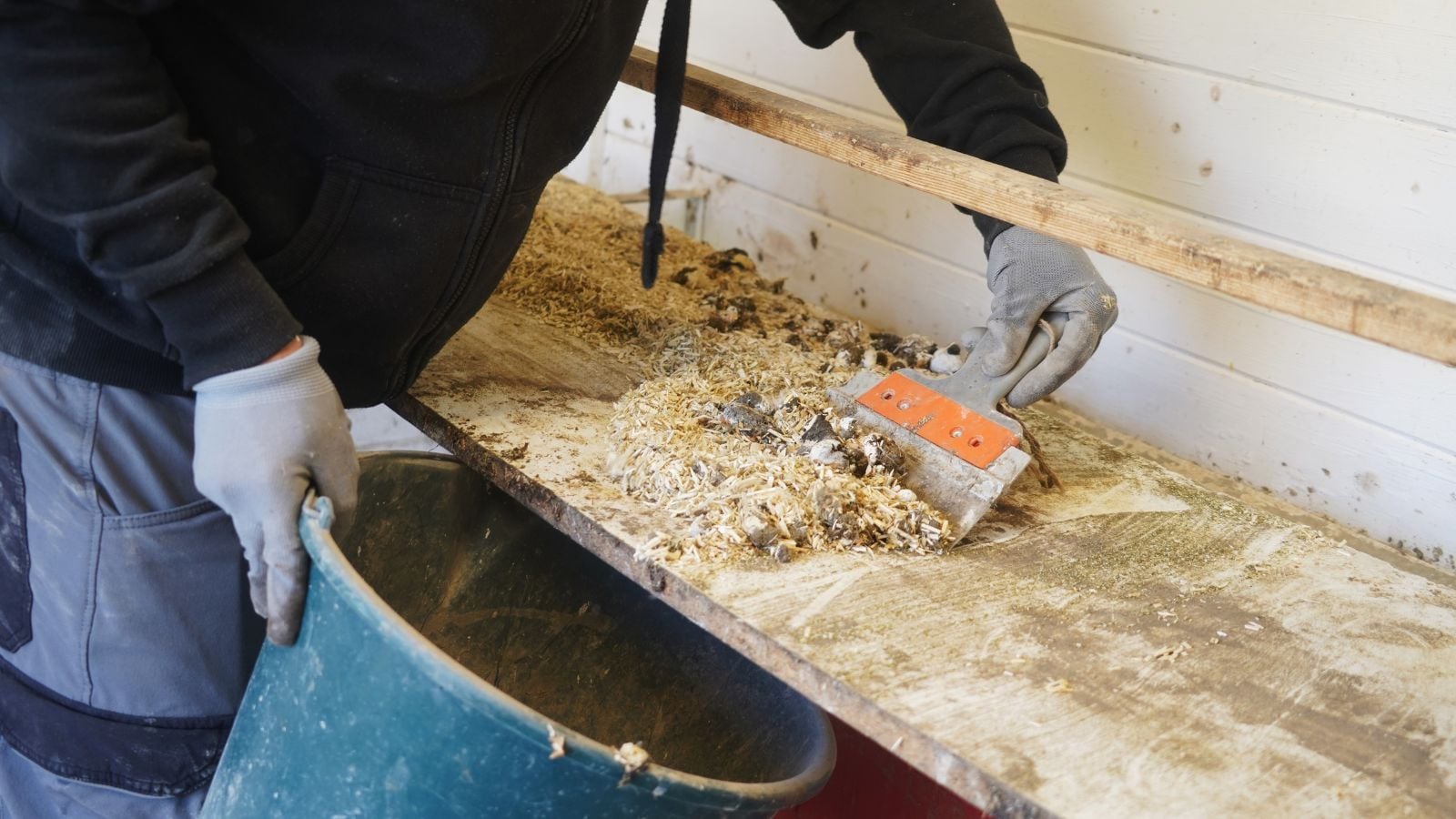 A close-up shot of a person, wearing gloves, in the process of collecting debris and cleaning out a coop