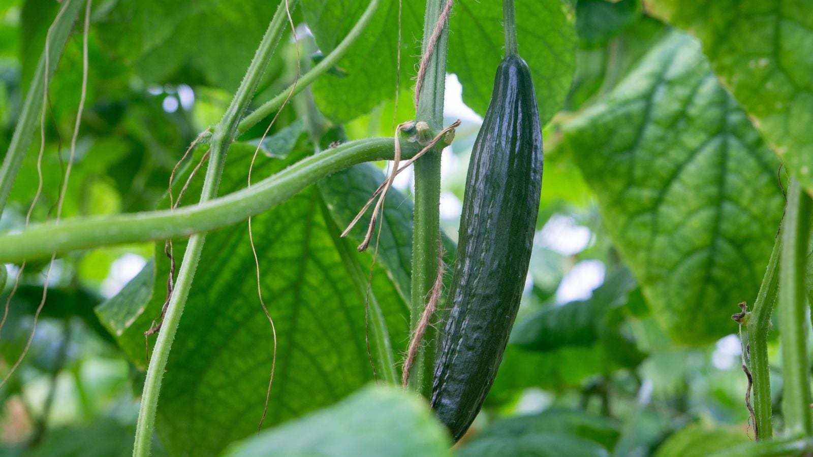 A close-up shot of a dangling, elongated, dark-green colored fruit of the Telegraph Improved, developing alongside its vines and leaves